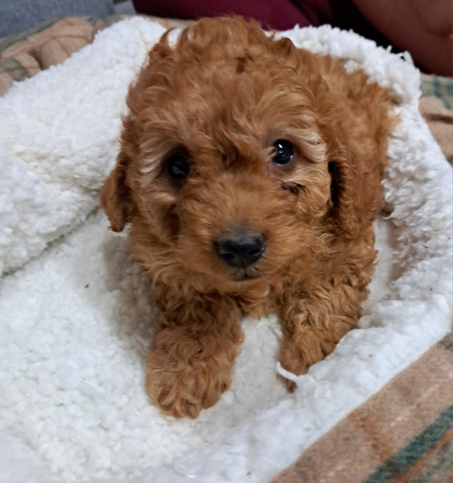 Cavapoo samiec f1b
