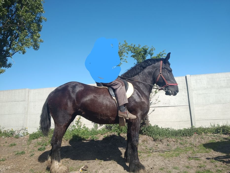 Sprzedam 2 klacze zimnokrwiste