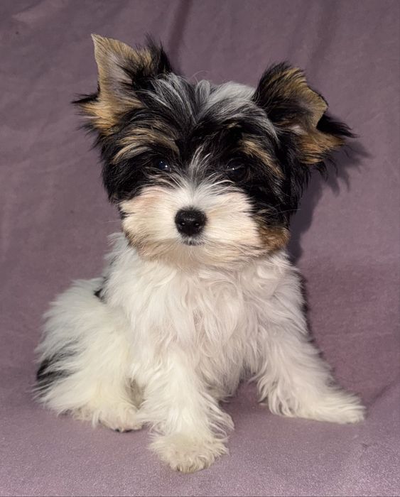 Suczka Biewer Yorkshire Terrier FCI / ZKwP