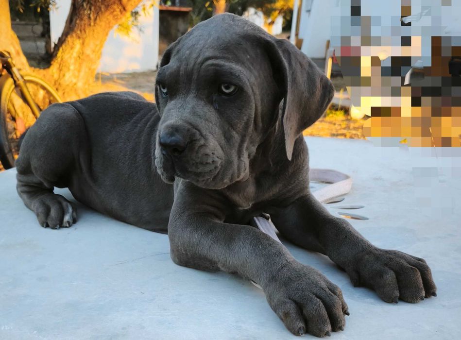 Cane Corso Italiano com 2 meses de idade
