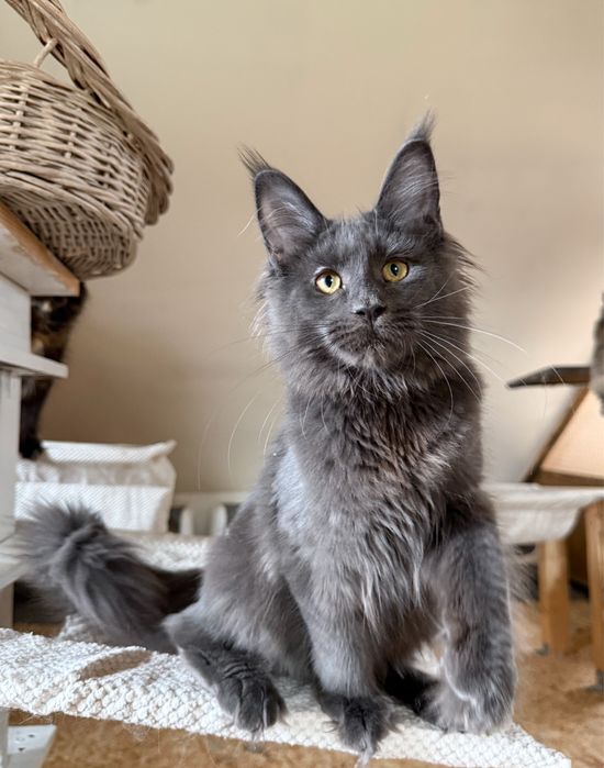 Niebieska koteczka Maine Coon