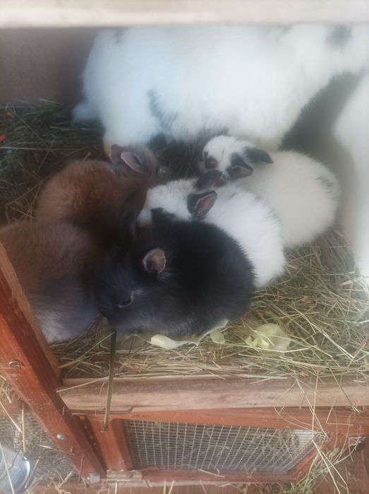 Króliki samce i samice