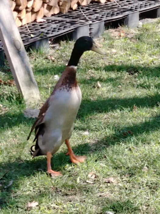 Jaja Lęgowe Kaczek Biegusów