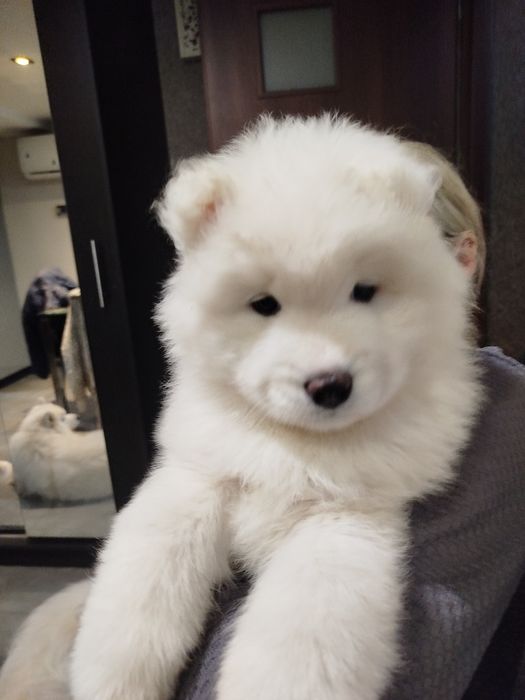 Samoyed suczka szuka domu