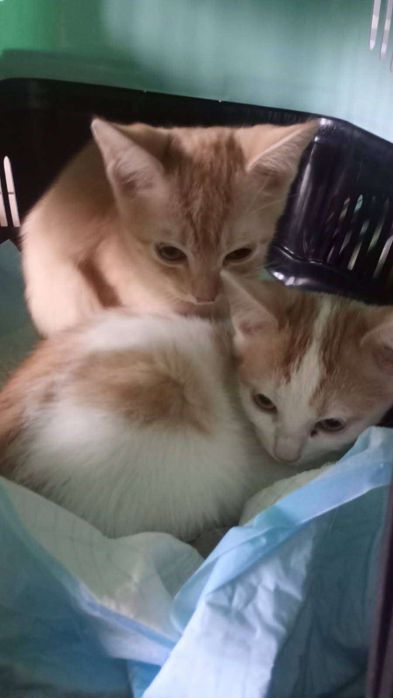 Tośka i Zośka,siostry.Razem lub osobno.