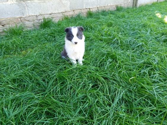 Piesek Border Collie