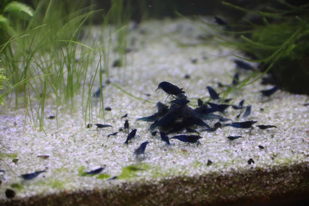 Neocaridina blue
