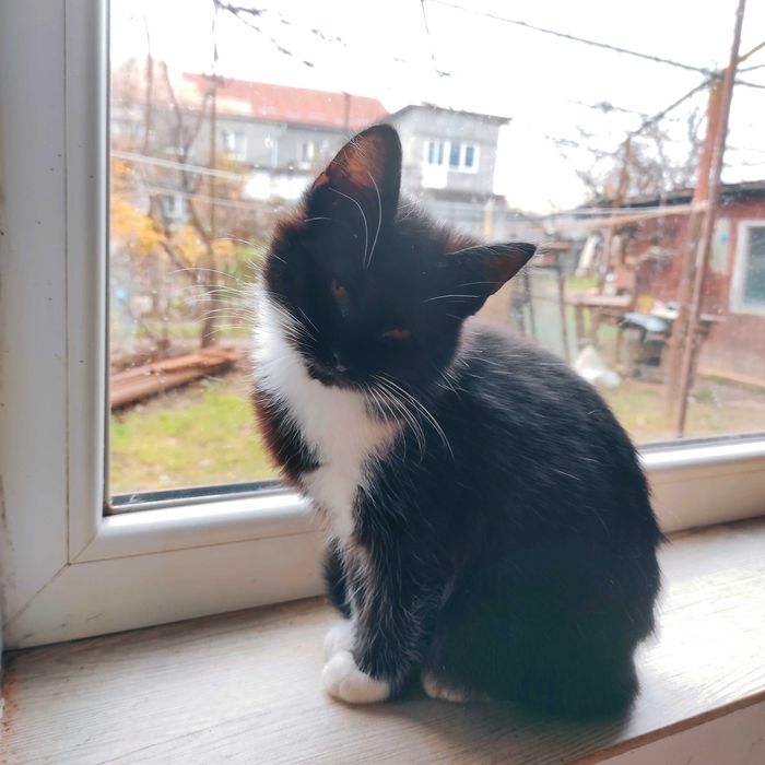 Кошеня котик в хороші руки