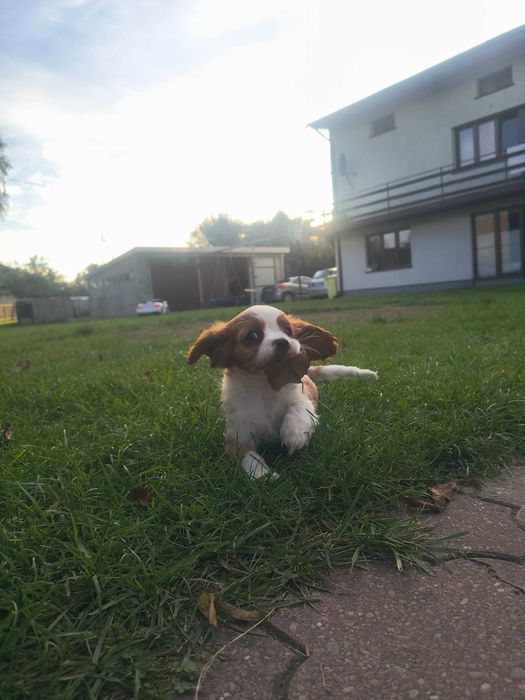 Pieskek Cavalier King Charles Spaniel