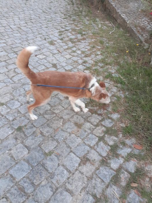 Cachorro Podengo para doar