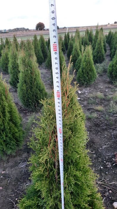 Thuja smaragd kopana z gruntu