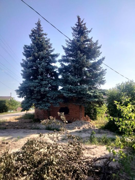 продам ель голубая