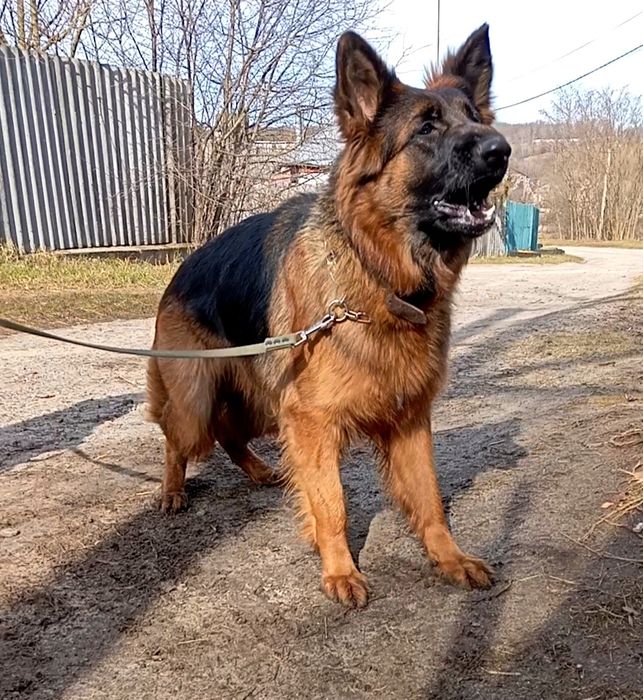 Питомник "ZOLOTOY PYT'.."предлогает щенков стандартной и длинношерстно