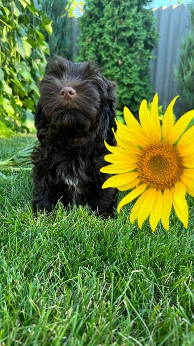 Хаванез, Гаванский бишон. FCI.