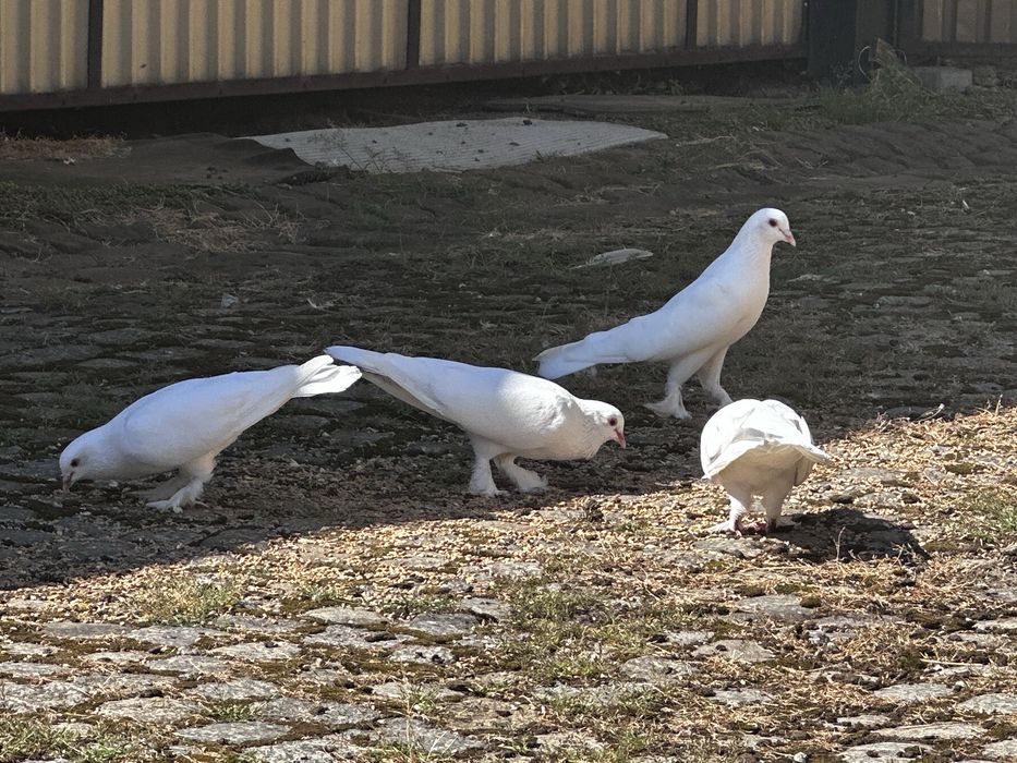Gołąb Dolnośląski Łapciaty biały
