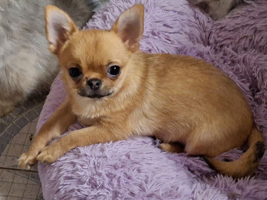 Продам мальчика чихуахуа