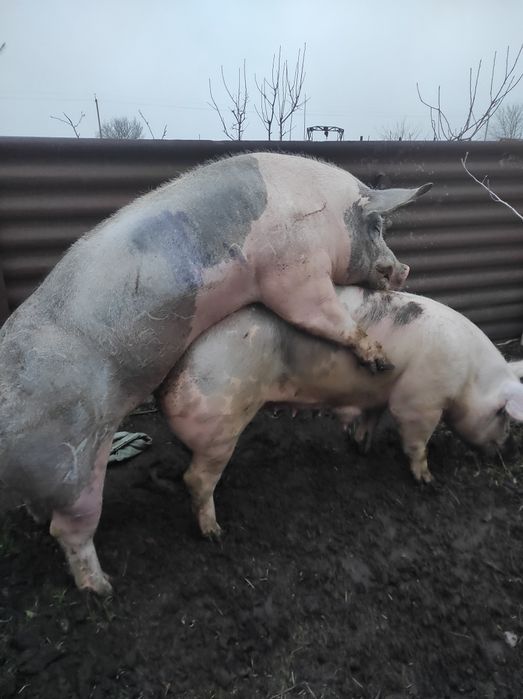 Запліднення хряками