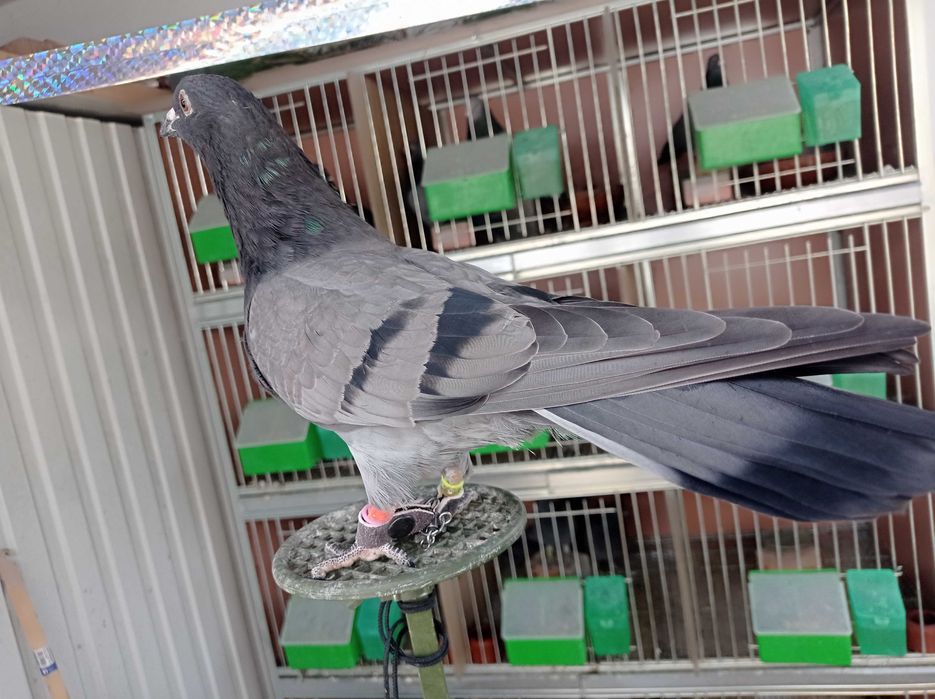 Pombos nacionais de guiso