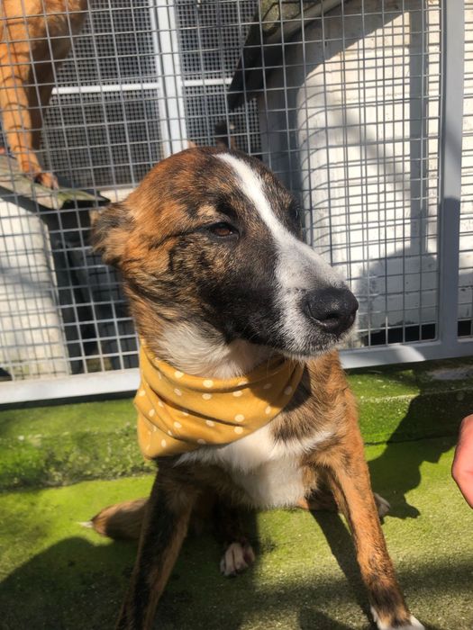 Toy - cao jovem para adocao