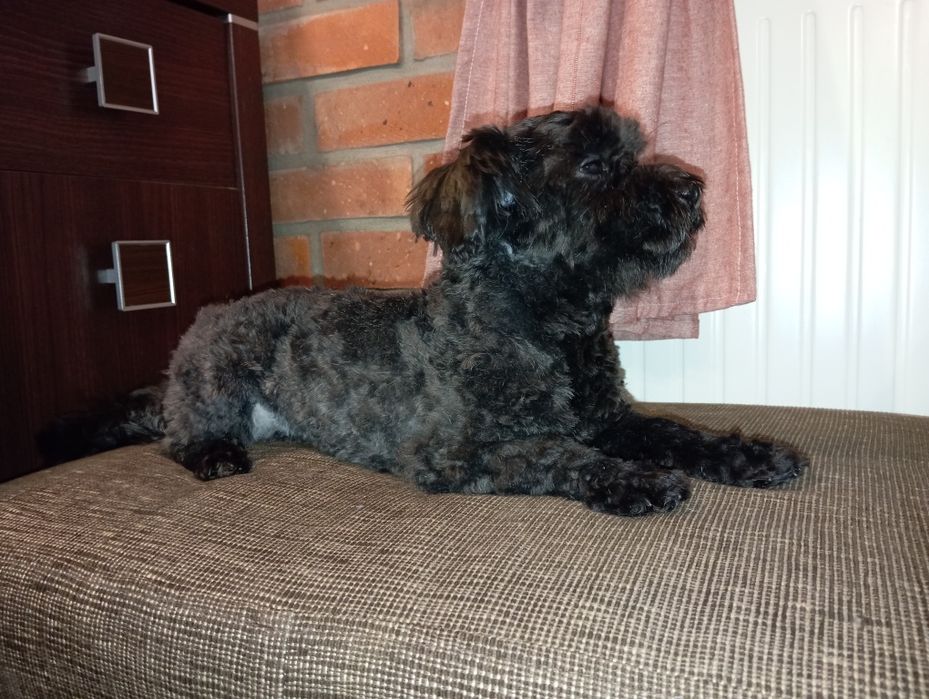 Ice Man piesek rasy Rosyjska Bolonka Kolorowa