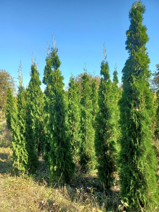 Туї смарагд до 1000 шт