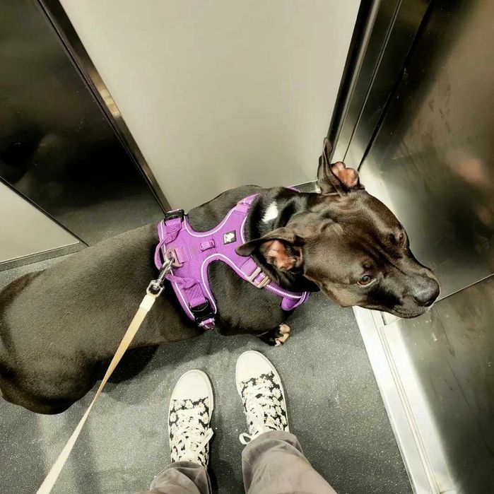 Petsitter, hotel dla psów, opieka nad psem, spacery