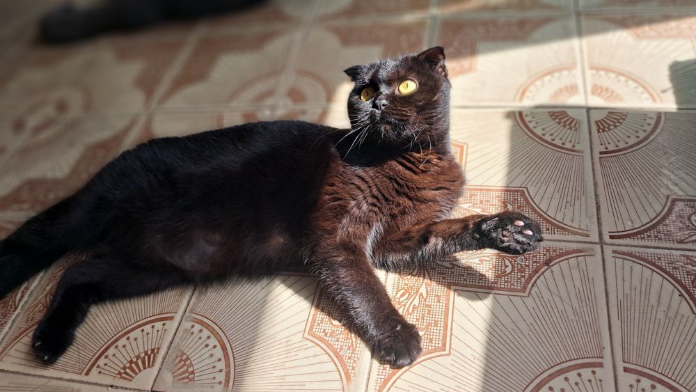 Отдам в хорошие руки