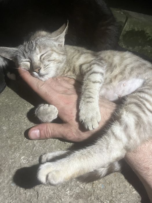 Киця шукає родину.котик.Кошеня.Котики