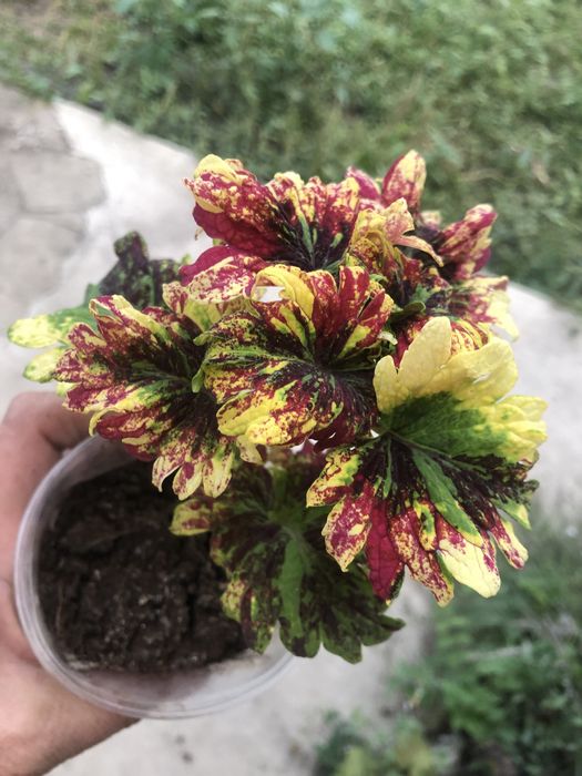 Каіти кімнатні домашні