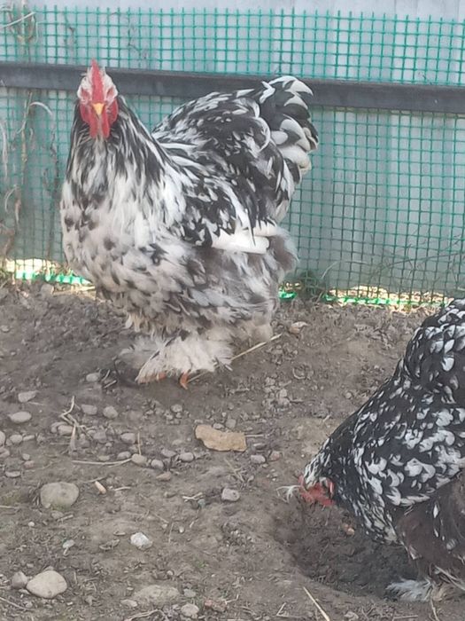 Продам ія від курей Кокехіни.