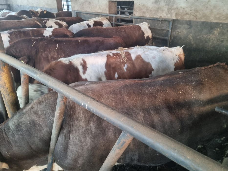 Bydło Byki MM Rzeźne