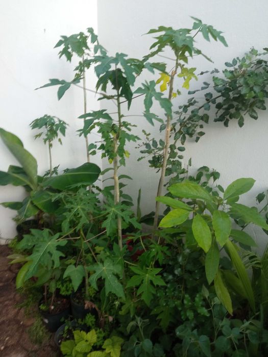 Vendo mamoes em vaso