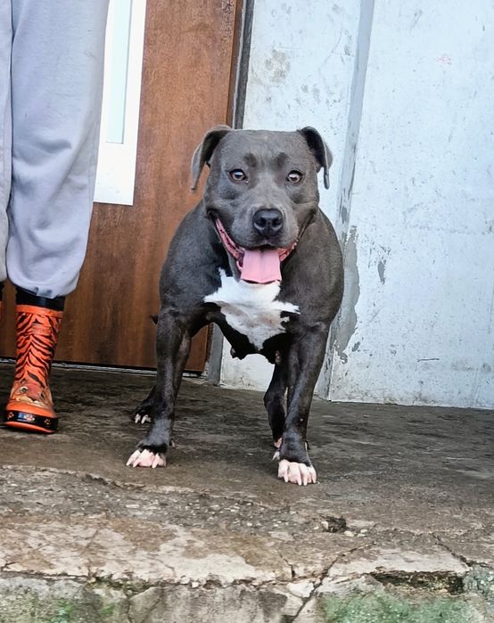 American Staffordshire Terrier Amstaff piesek 2