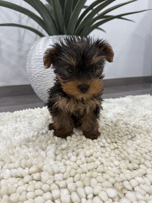 Yorkshire terrier. menino