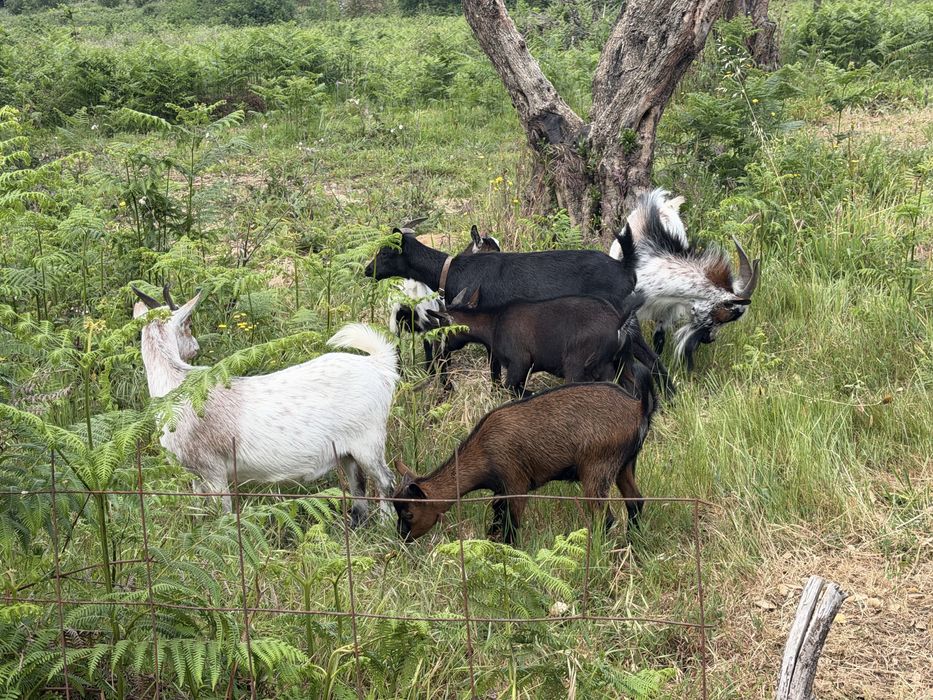 Rebanho de 6 cabras anas( vendo separado)