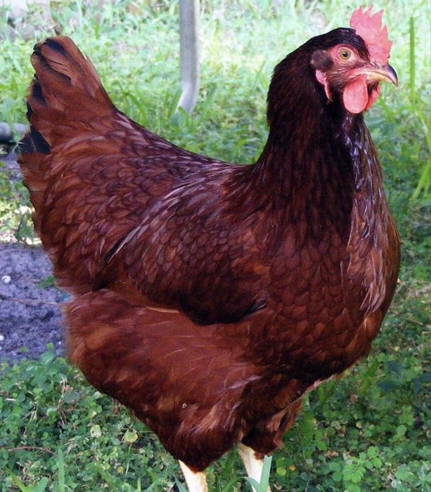 Galinhas rhode  island reds