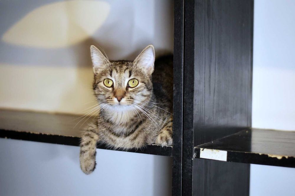Do adopcji - bury kotek, który oswoił się na marne :c