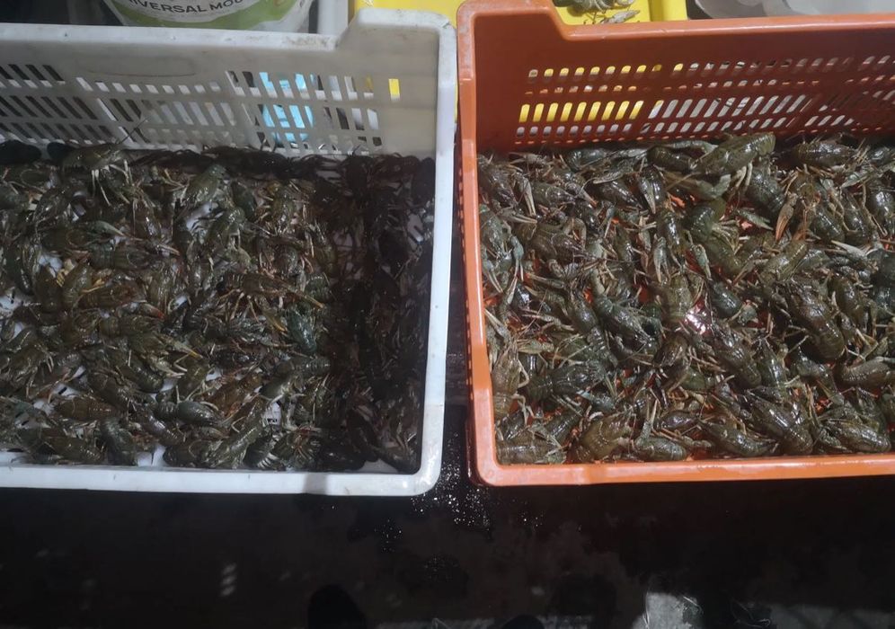 Продам живий рак оптом вид 5 кг