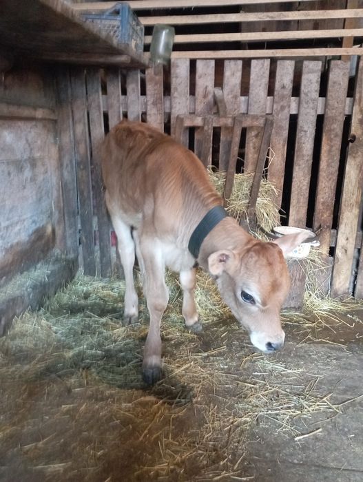 Чистокровний бичок джирсей 1.5місяця