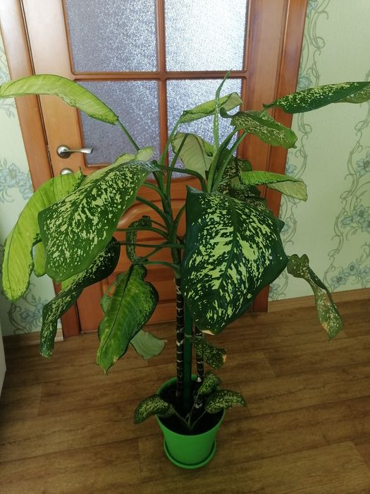 Дифенбахії для дому, офісу.