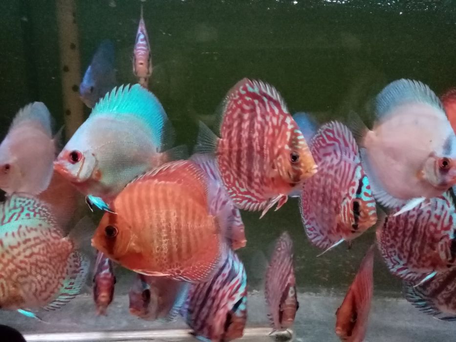 Paletki para - hodowla