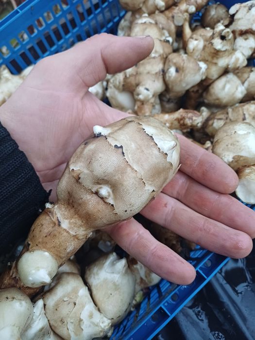 Топінамбур домашній