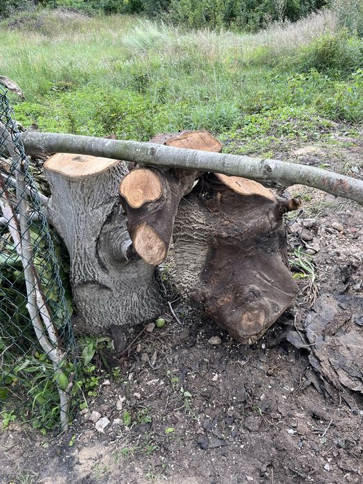 Orzech włoski drzewo