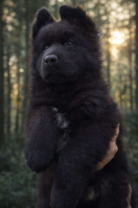 Шикарный щенок , черный немец лохмач