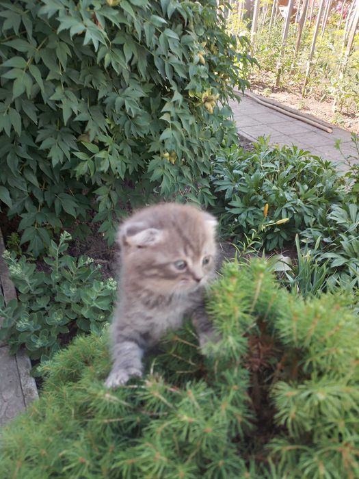 Шотландських котенят
