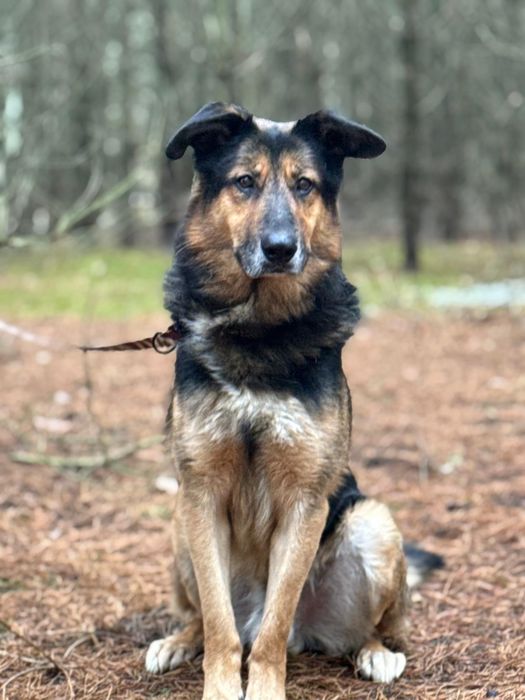 Hipek pilnie poleca się do adopcji