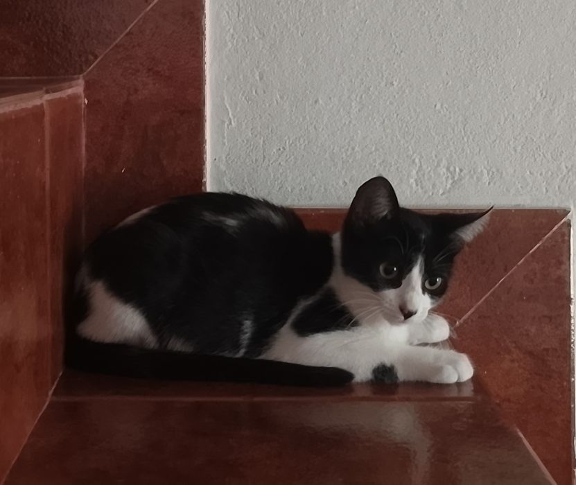 Animais para adoção