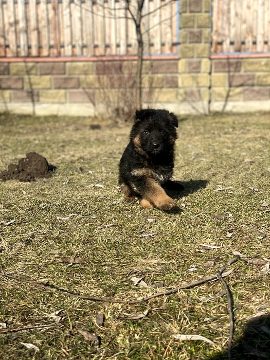 Цуценята Німецької Вівчарки!!! Крупні, з гарним окрасом!