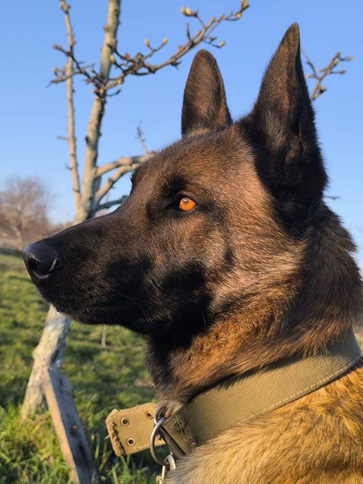 Гарний чистокровний  хлопчик