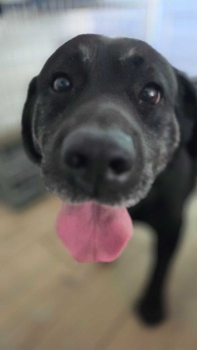 Labrador do adopcji